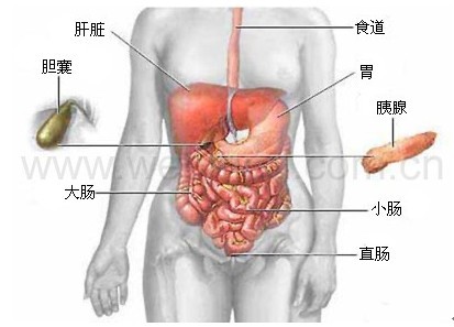 人体消化系统图解